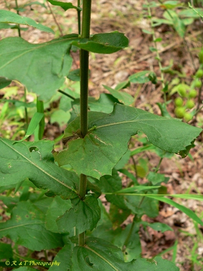 {Solidago auriculata}